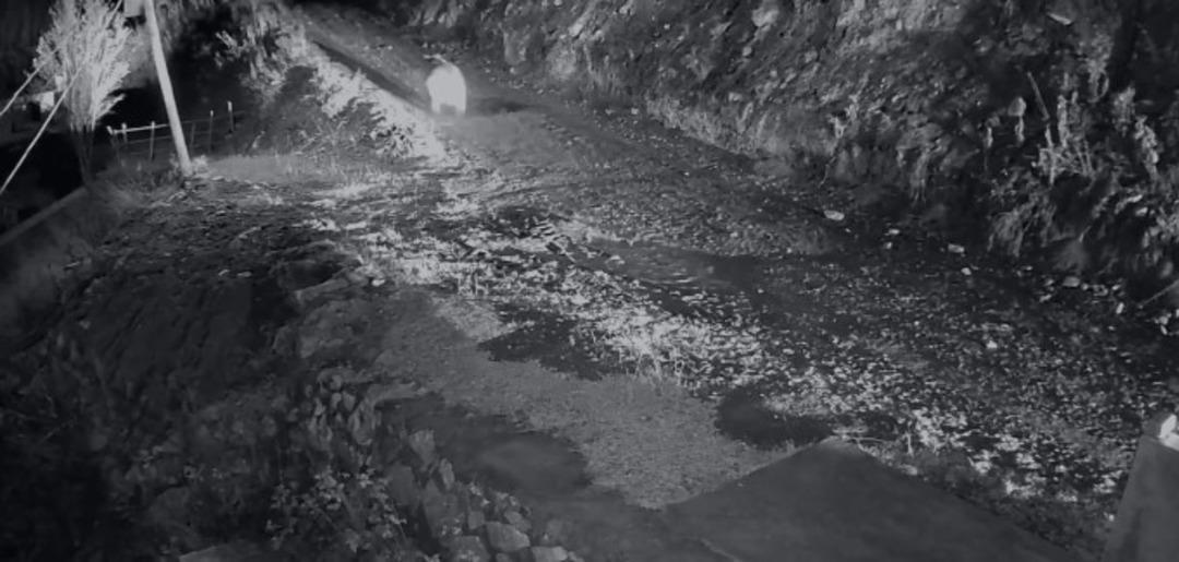 Mahalle sakinlerini mutsuz eden ayıya evinin önünde yatarken saldırdı! Kamyonuyla kovaladı 2