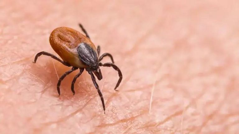 Uzman Doktor uyardı: Kene patlatılmamalı