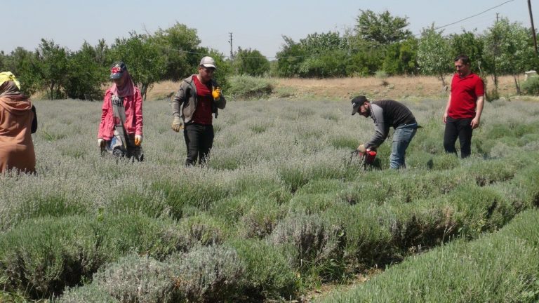 Kilis'te lavanta hasadı başladı – Son Dakika Haberi
