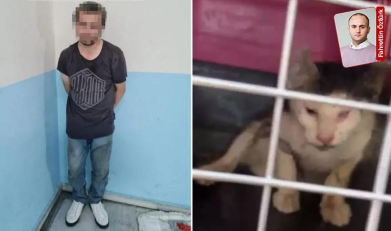 Kedileri vitriol dökerek öldüren sanığa karar: İndirimsiz 8 yıl 3 ay hapis cezası verildi – Son Dakika Türkiye Haberleri